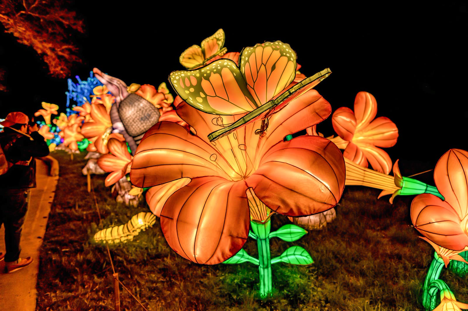 Blooming Titan Flower giant orange lily lanterns at night