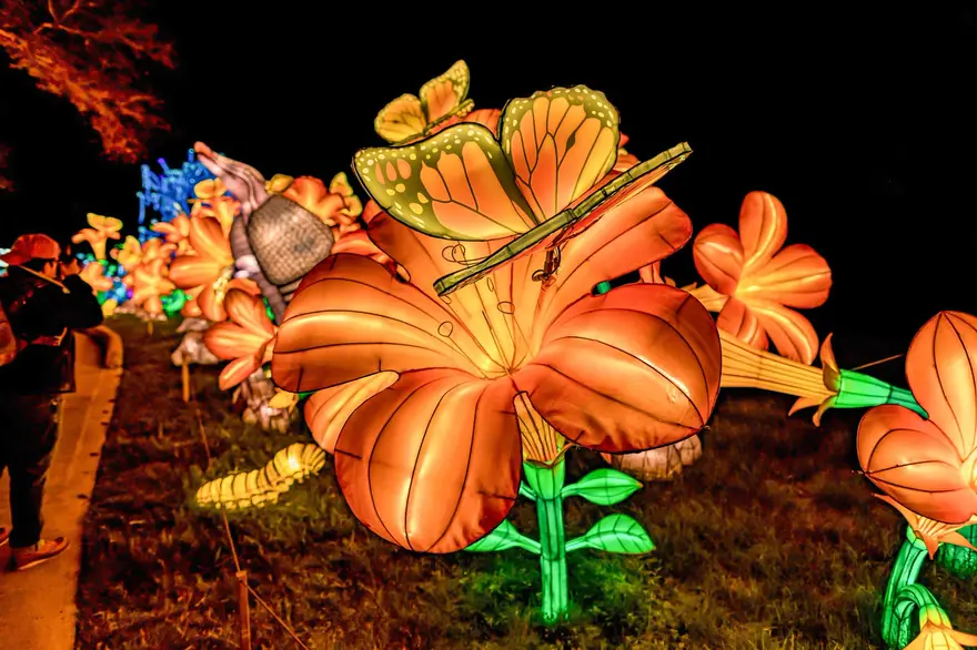 Giant orange lily flower lanterns glowing at night