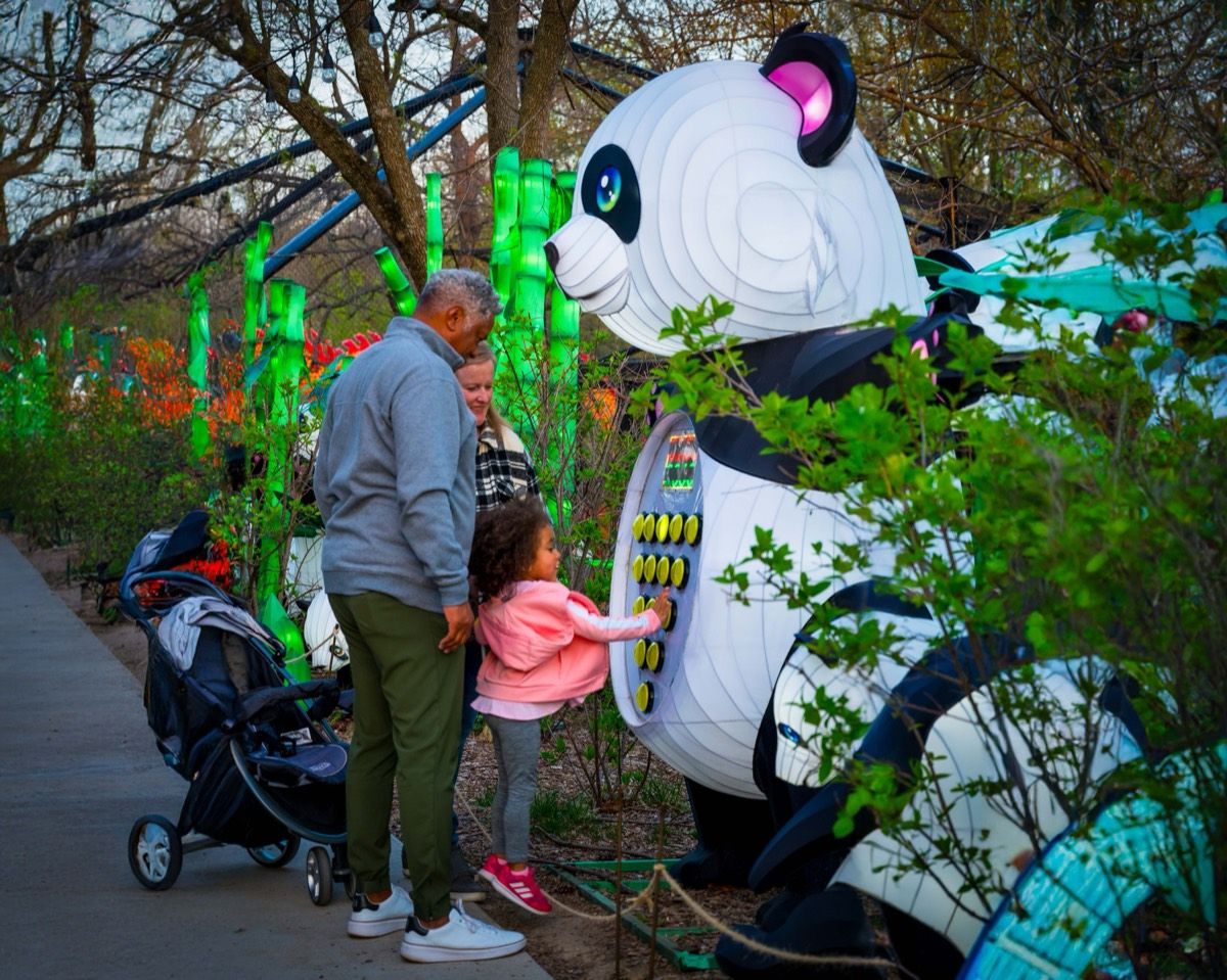 Giant panda lanterns family display in park