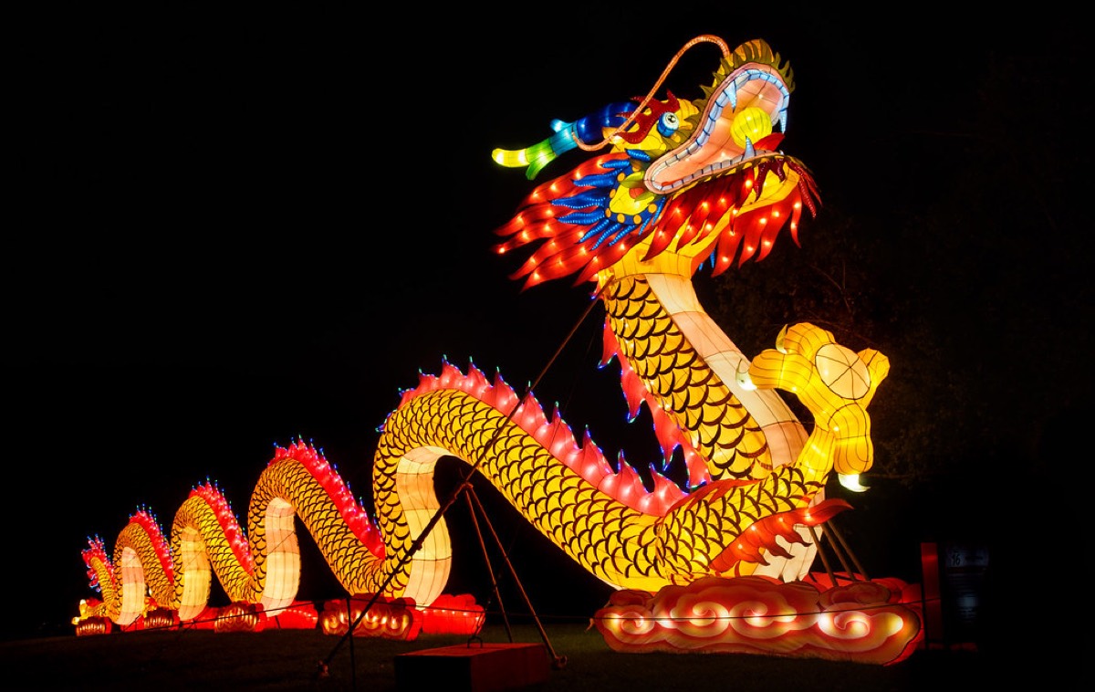 Golden Chinese dragon lantern coiling in night festival