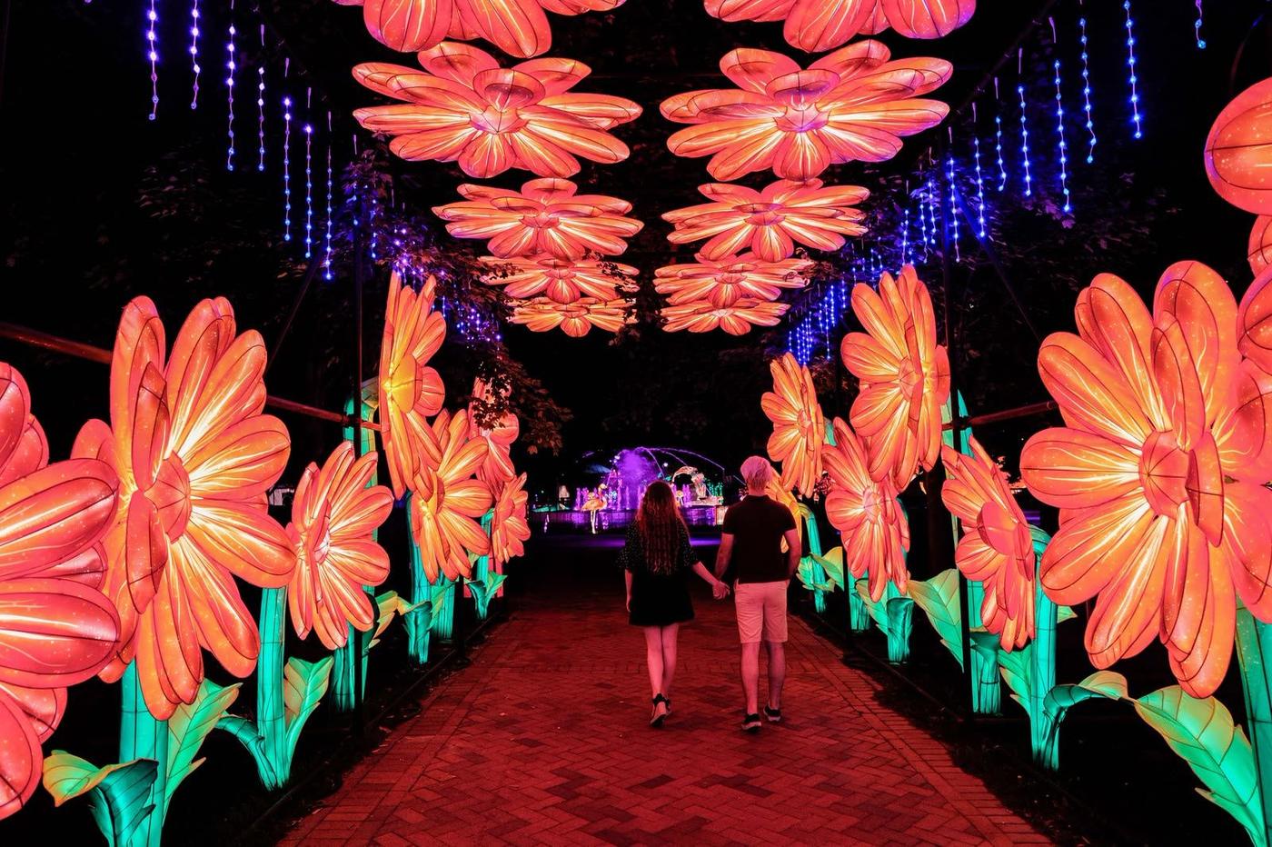 Pink flower lantern pathway with purple lights in a themed garden display