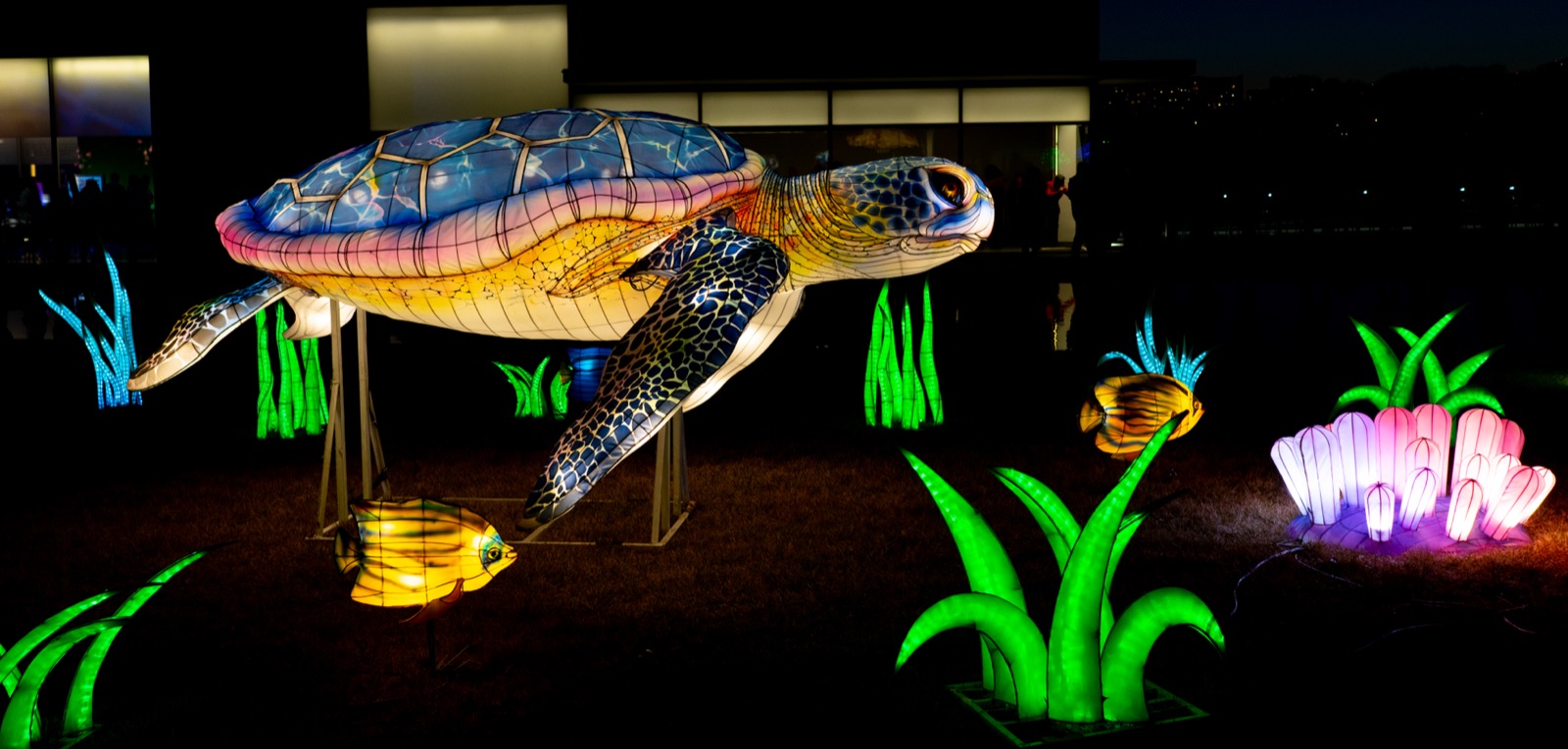 A pair of sea turtle lanterns swimming over an aquatic-themed display